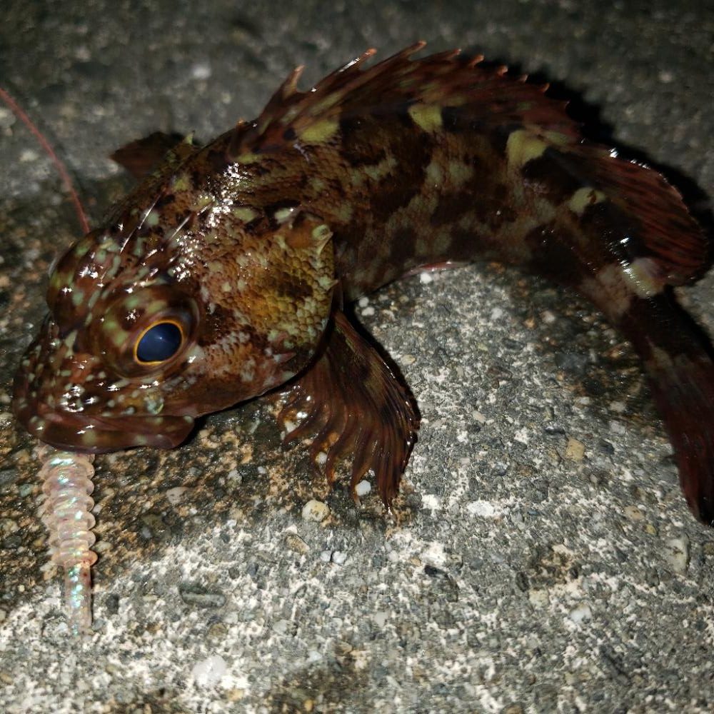 癒し系の穴釣り！