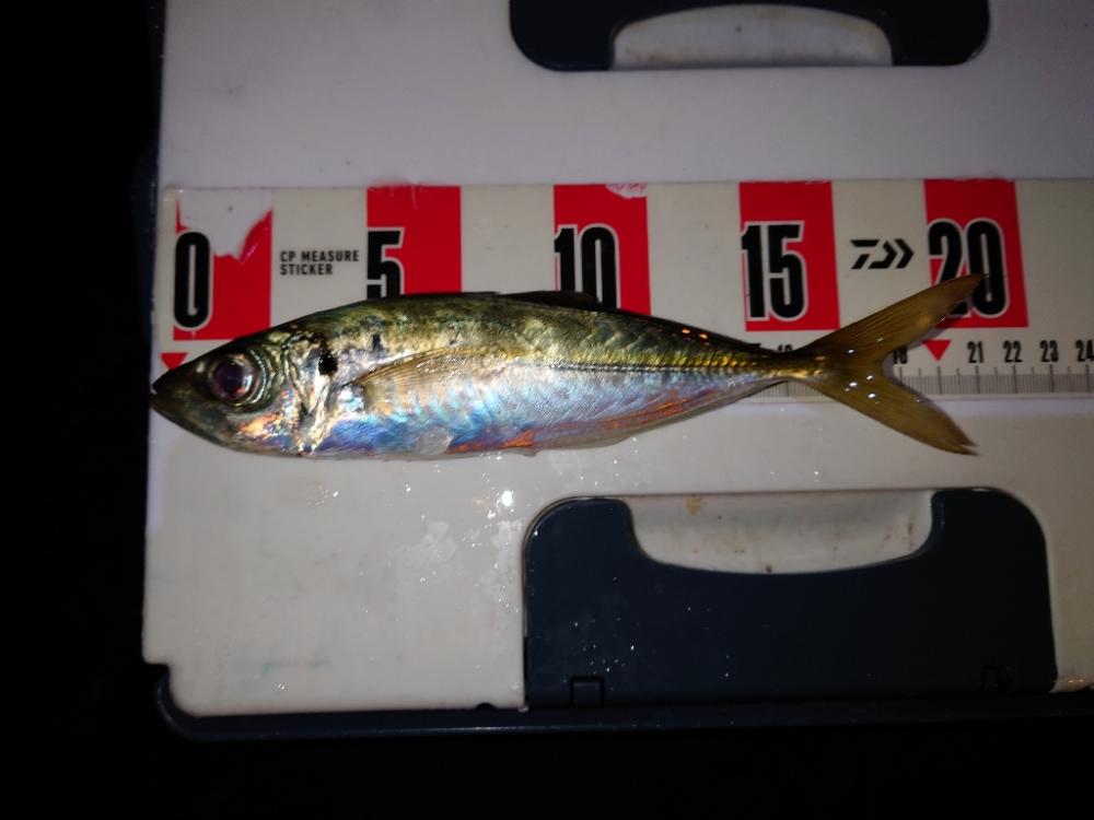 ２０２２初釣り