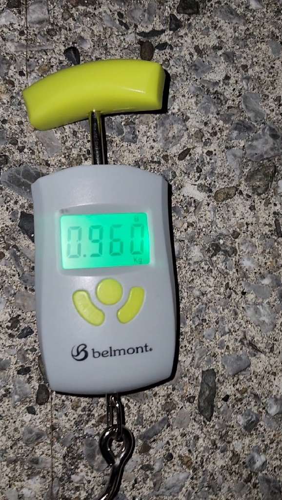 天草エギング釣行