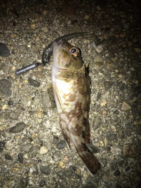 ボトムずる引きでガシラ釣り