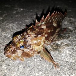 あけおめガシラ君！