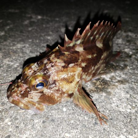 あけおめガシラ君！