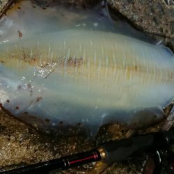 エギングレクチャーIN対馬