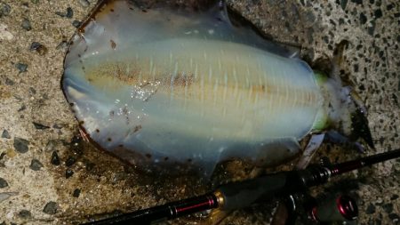 エギングレクチャーIN対馬