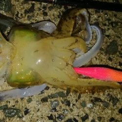 夜雨エギングIN対馬