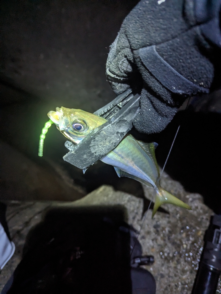 陸っぱり釣行記