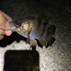 月夜メバリング