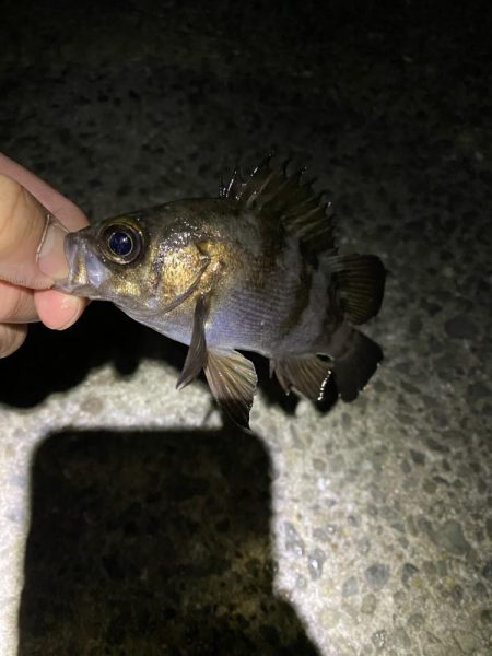 月夜メバリング