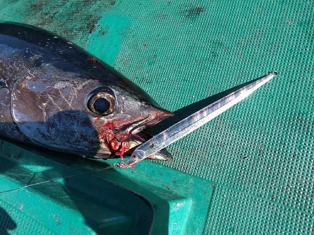 トンボジギング