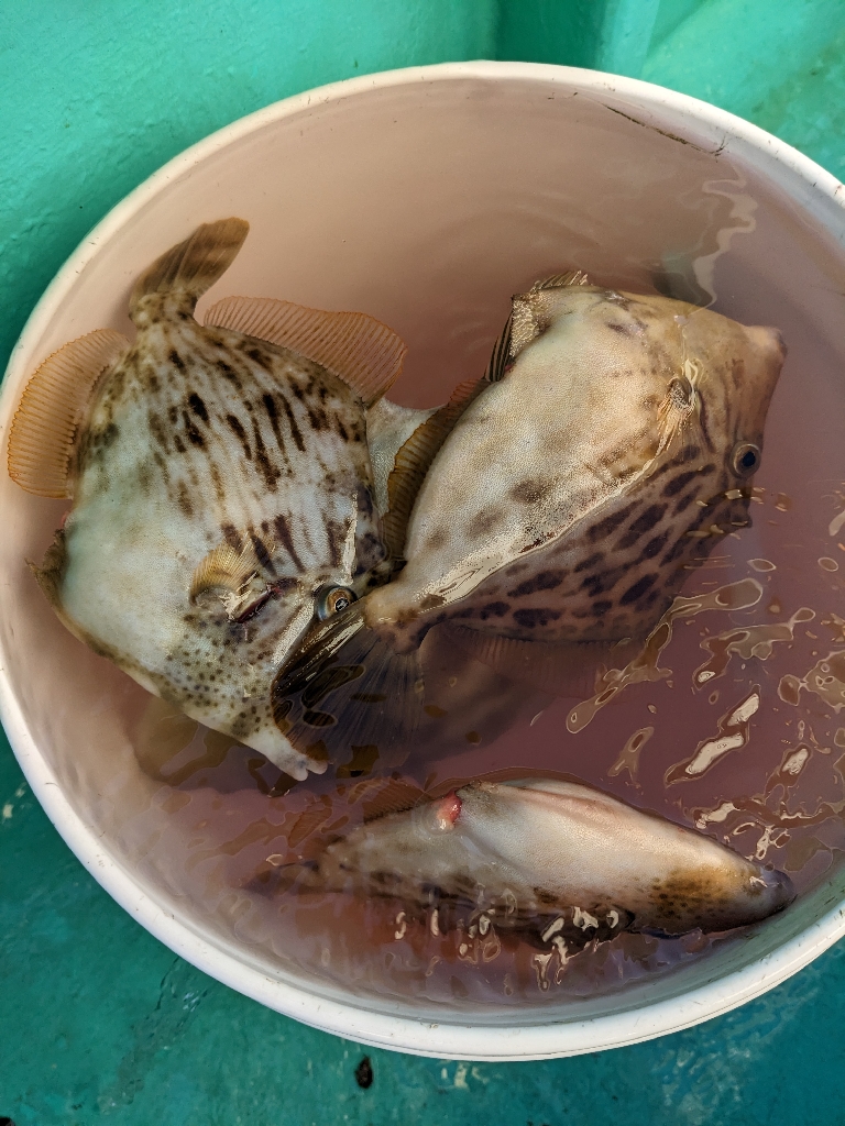 新年初釣行・初魚種ゲット( *´艸`)