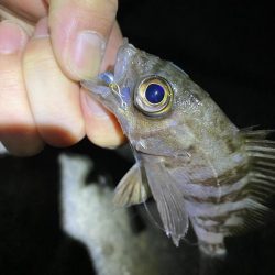 初釣りはメバリング