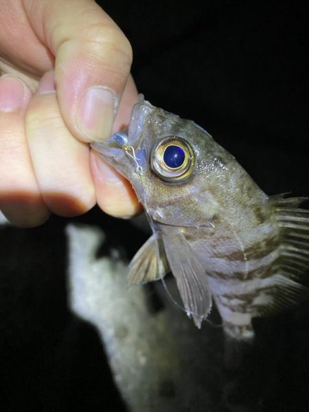 初釣りはメバリング