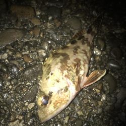 ブラクリ&イカ短冊でガシラ5匹GET