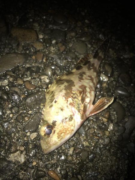 ブラクリ&イカ短冊でガシラ5匹GET