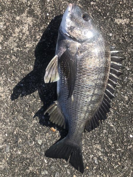 イチノ兄弟(兄)釣果!