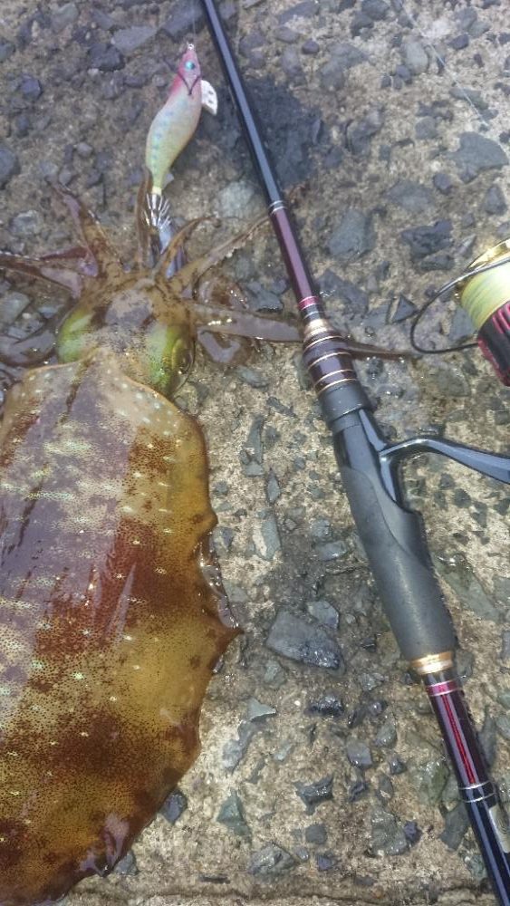 ナイトエギングIN対馬