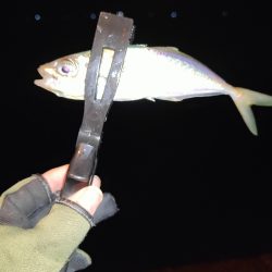 今日もアジ狙いで