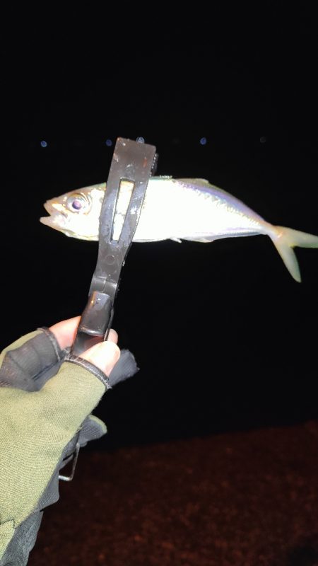 今日もアジ狙いで