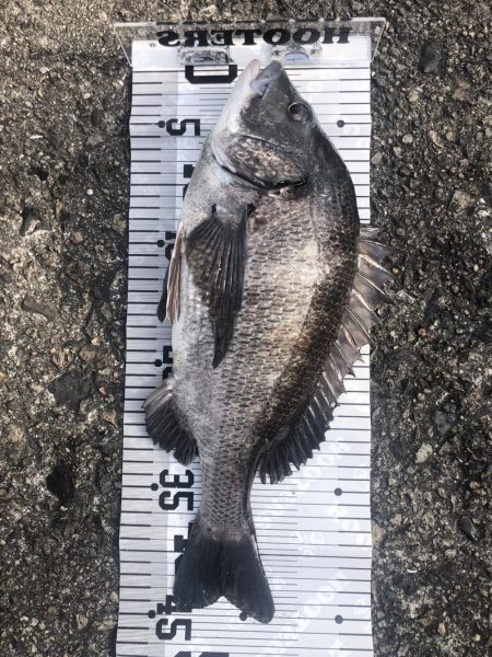 イチノ兄弟（兄）釣果！