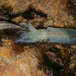 強風エギングIN対馬