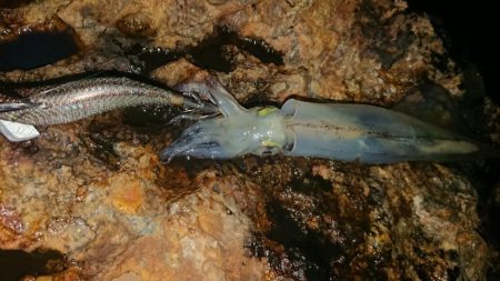 強風エギングIN対馬