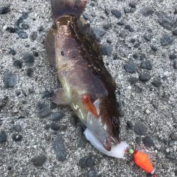 デイゲームでガシラ釣り