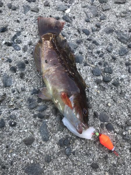 デイゲームでガシラ釣り