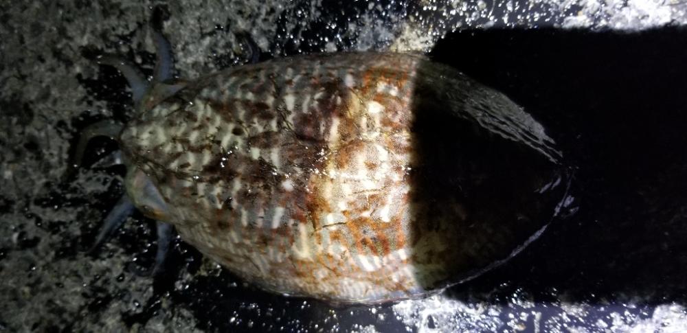 アジング　エギング　泳がせ釣り