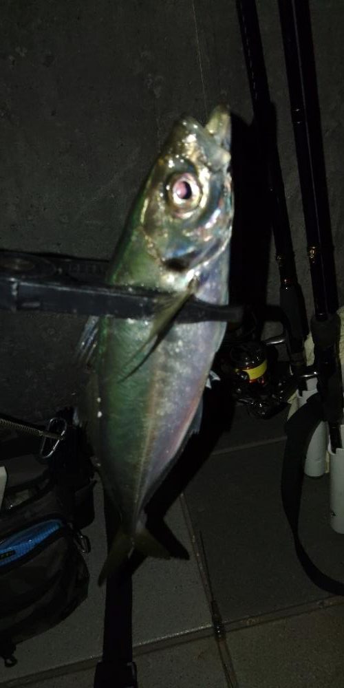 (尺アジ)フロートゲーム。