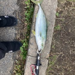 ライトショアジギング