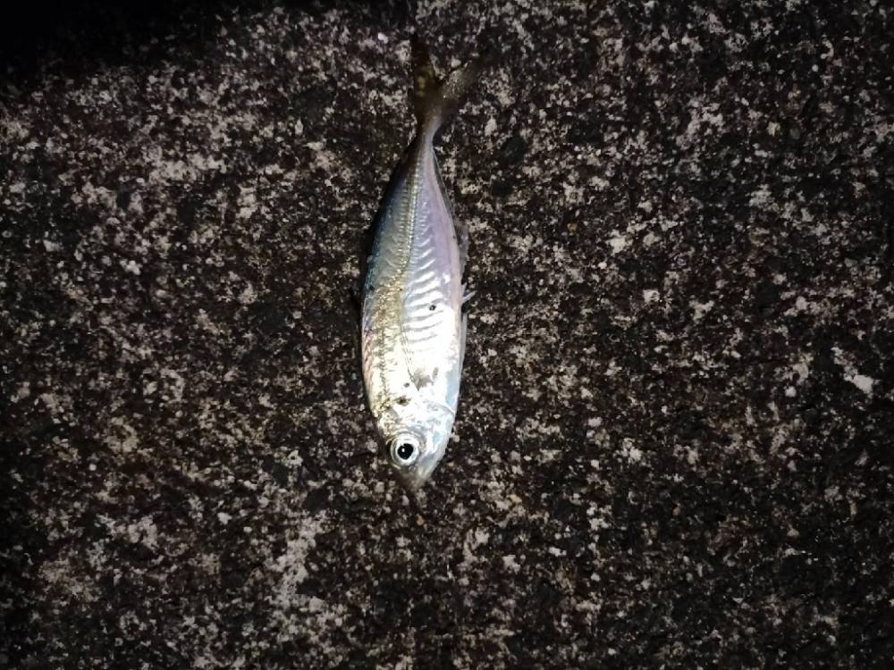 アジングも渋い