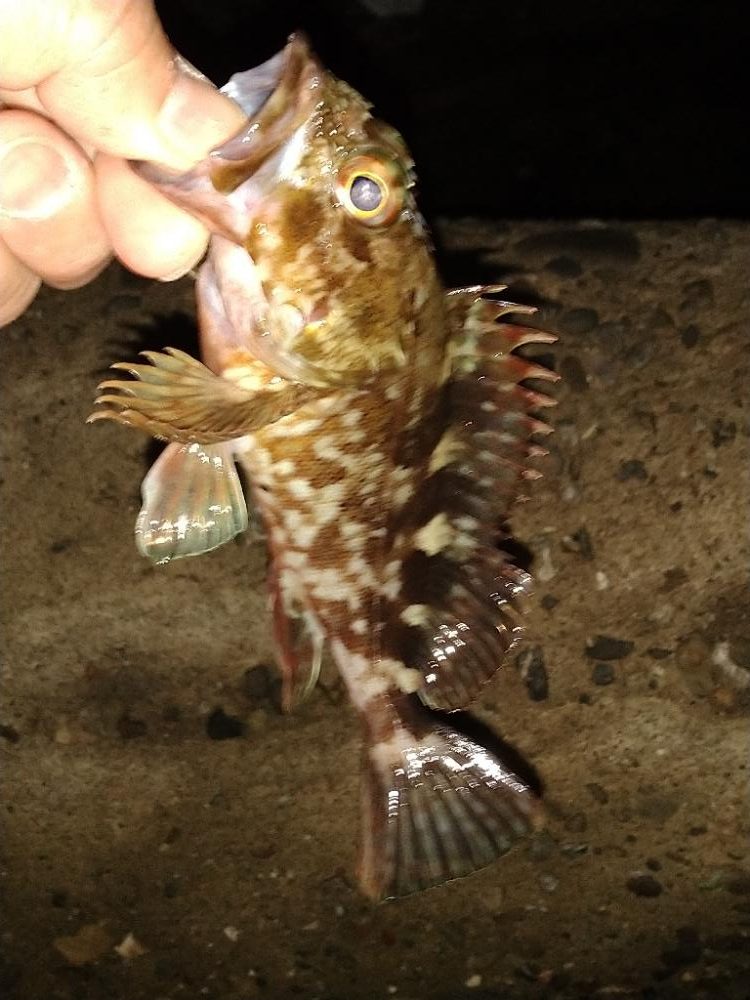 ちょい釣り20230120