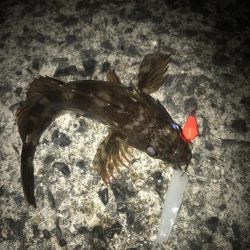 ブラクリ&イカ短冊でガシラ釣り