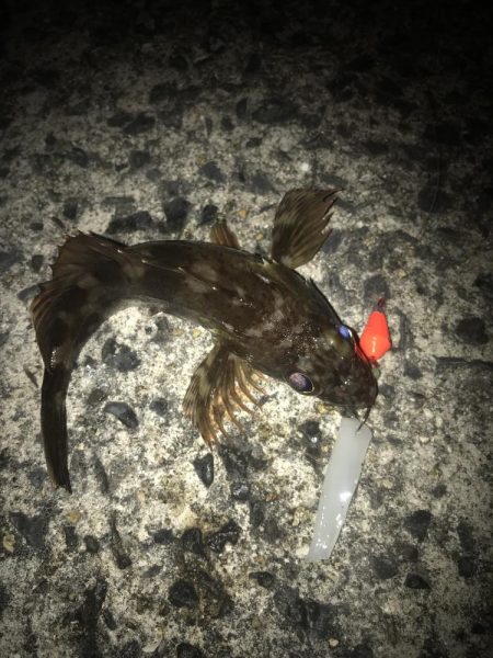 ブラクリ&イカ短冊でガシラ釣り