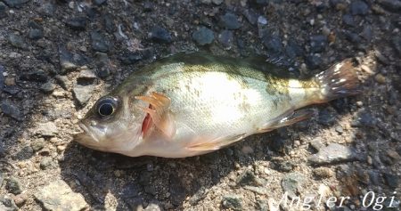 超短い時合いを攻略してアジゲット！