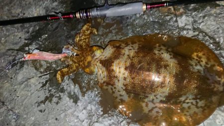 爆風・極寒エギングIN対馬