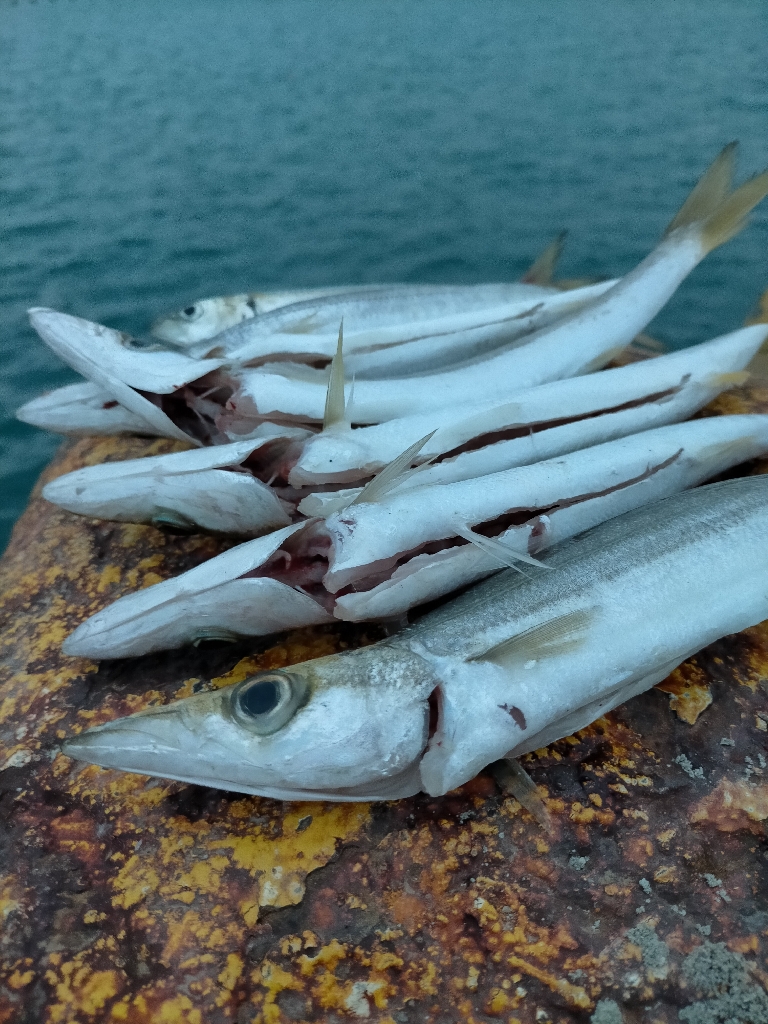 アカカマス好釣！