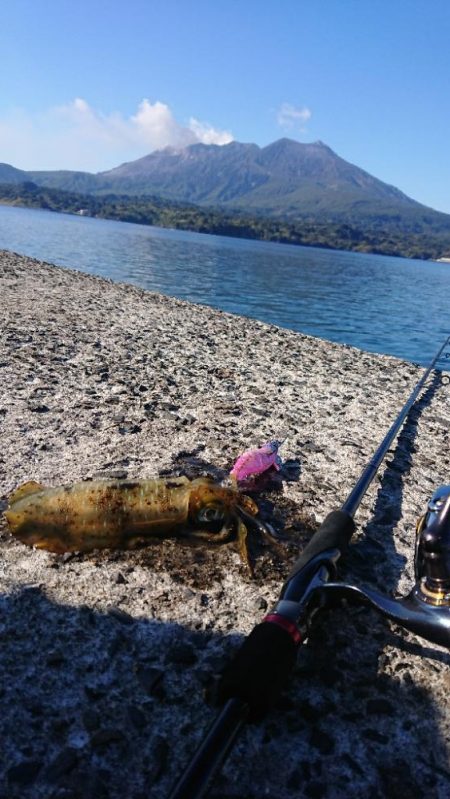 帰省エギングIN桜島