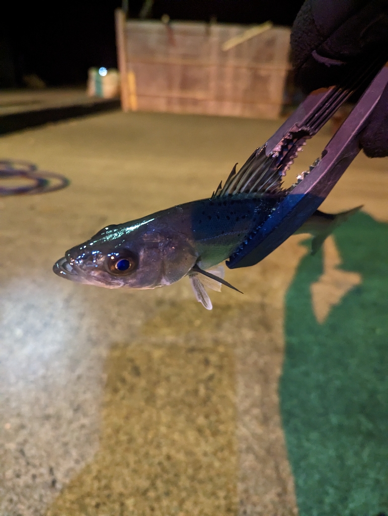 陸っぱり釣行記