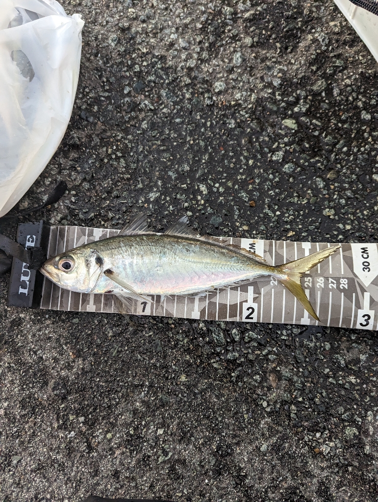 陸っぱり釣行記