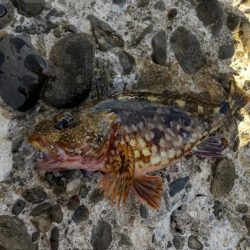 アジ探し@下津周辺