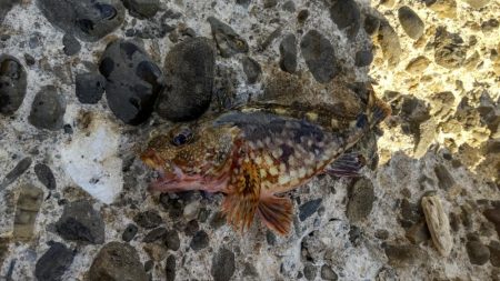 アジ探し@下津周辺