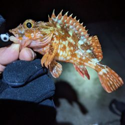 陸っぱり釣行記