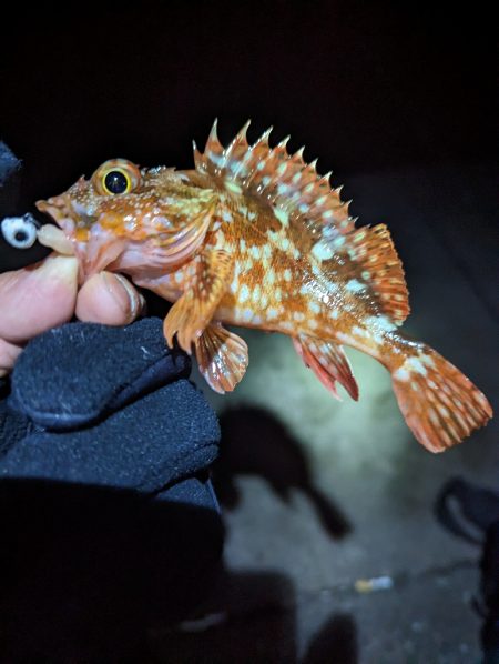 陸っぱり釣行記