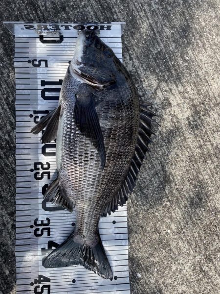 イチノ兄弟（兄）釣果！