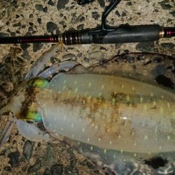 ナイトエギングIN対馬