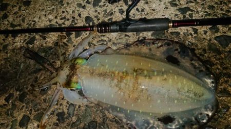 ナイトエギングIN対馬