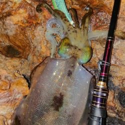 地磯エギングIN対馬