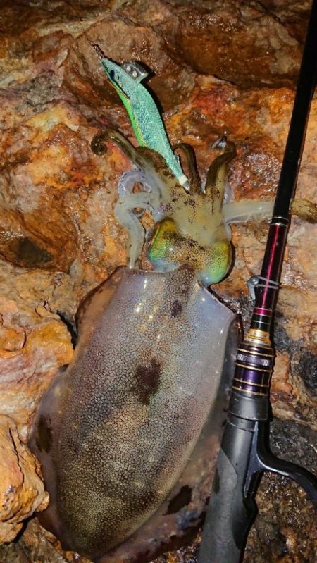 地磯エギングIN対馬