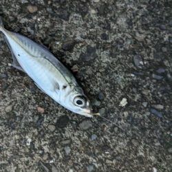 アジ釣り